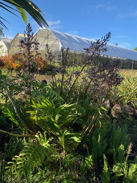 Garden plantings beside a greenhouse