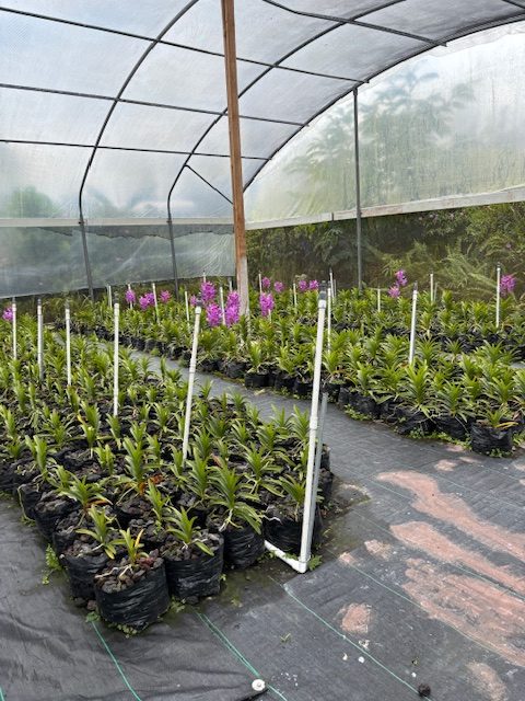 Rows of potted orchids inside a greenhouse