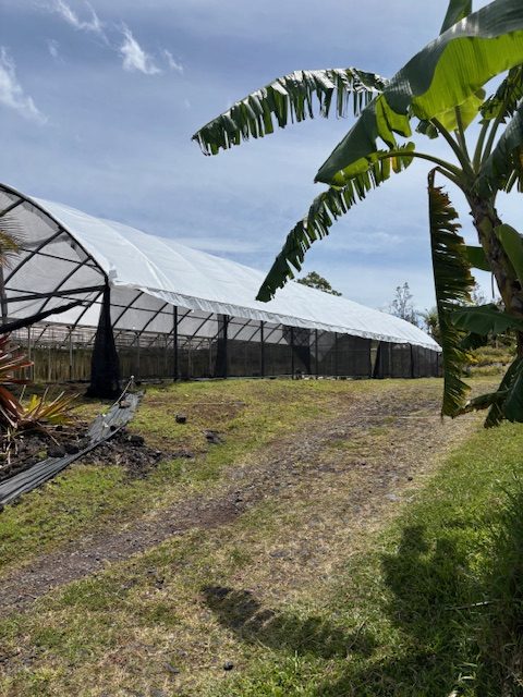 Greenhouse edge with banana plants
