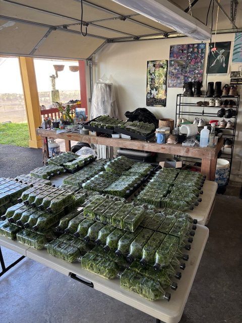 Covered work area with trays of young orchids