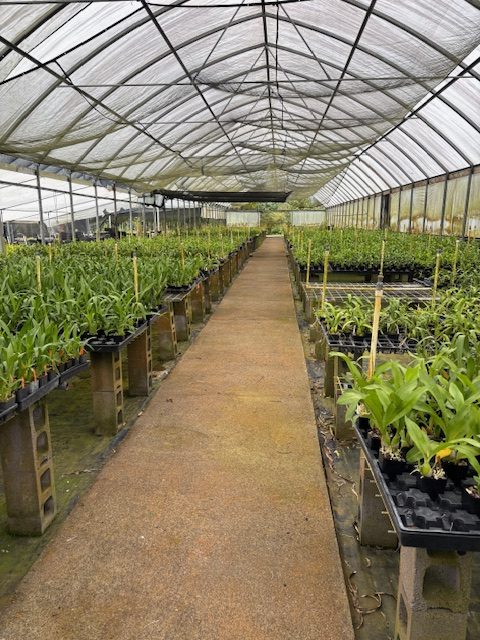 Orchids on benches inside a greenhouse