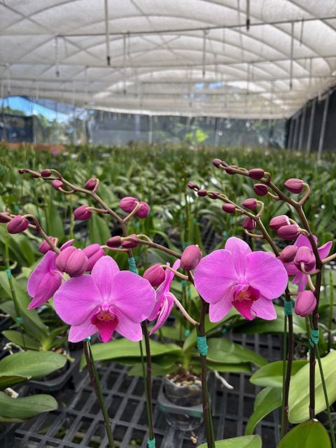 Pink orchids in bloom
