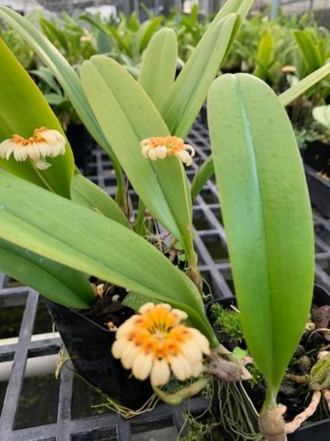 Cream and orange orchid blooms on potted plants