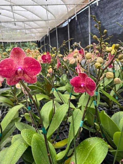 Red spotted orchids in bloom inside a greenhouse
