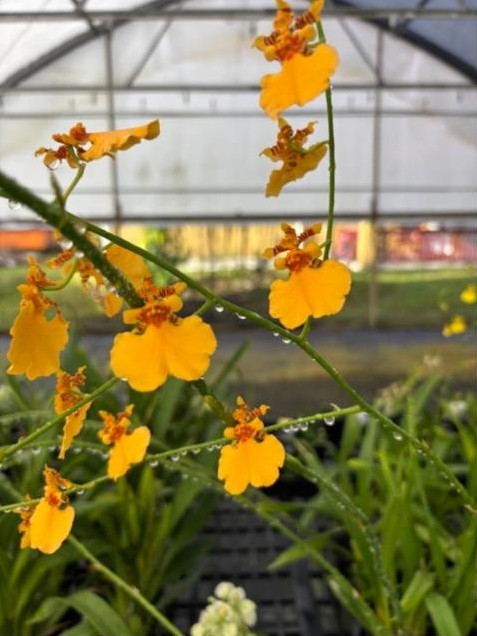 Yellow orchids in bloom