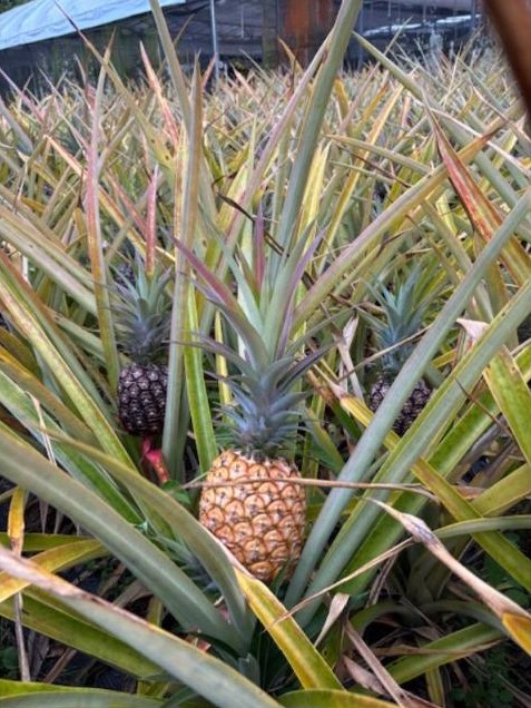 Pineapples in the pineapple patch